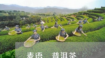 麦语 普洱茶/2023042609675